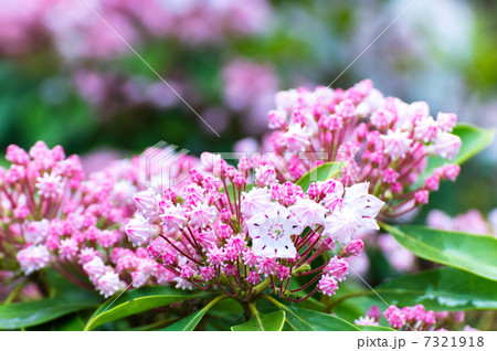 カルミア・ラティフォリア 7321918