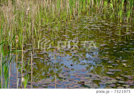 館林散歩・池沼 館林散歩・池沼 7321975