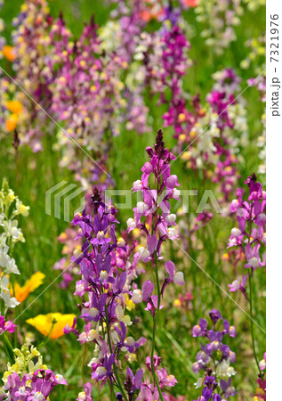 植物・リナリア　オオバコ科 7321976