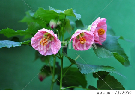 アブチロン 7322050