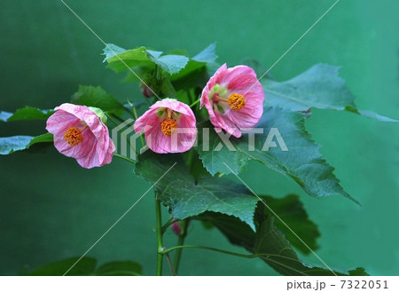 アブチロン 7322051