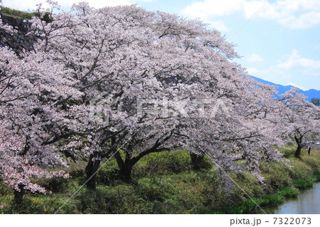 篠山城跡の桜の写真素材