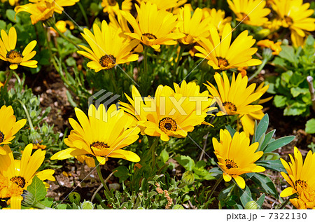 植物・カレンデュラ　キク科 7322130