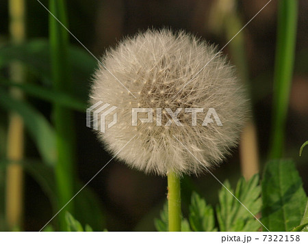 光を浴びたタンポポの綿毛 光を浴びたタンポポの綿毛 7322158