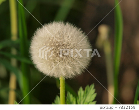 光を浴びたタンポポの綿毛 7322159