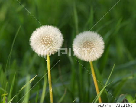 光を浴びたタンポポの綿毛 7322160