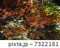 5月の色彩 7322181