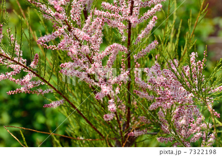 樹木・ギョリュウ　ギョリュウ科 7322198