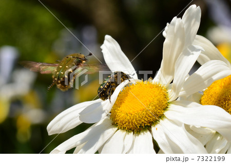 昆虫 7322199