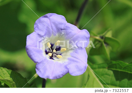 クロホオズキの花 クロホオズキの花 7322557