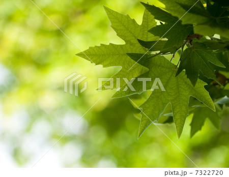 green leaves, shallow focus 7322720