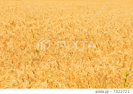 wheat field 7322721