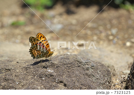 ツマグロヒョウモン 7323125