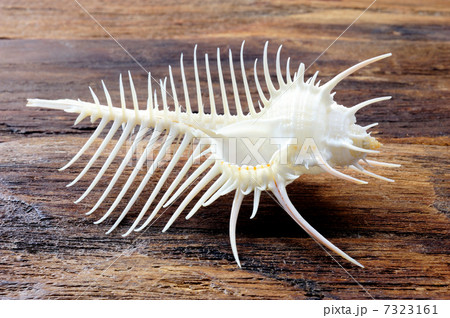 ホネガイ 7323161