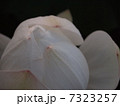 蓮　蕾ほころんで 7323257
