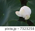 蓮　 7323258