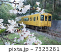 桜電車2 7323261