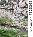 春の小川 7323262