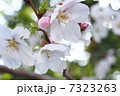 桜、光の 7323263