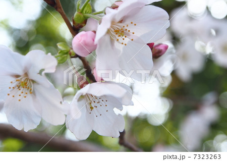 桜、光の 7323263