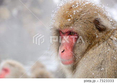 猿の横顔の写真素材