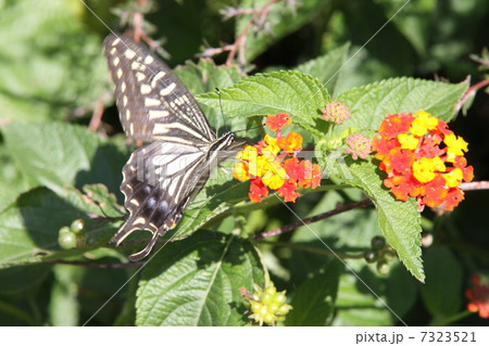 アゲハチョウ 7323521