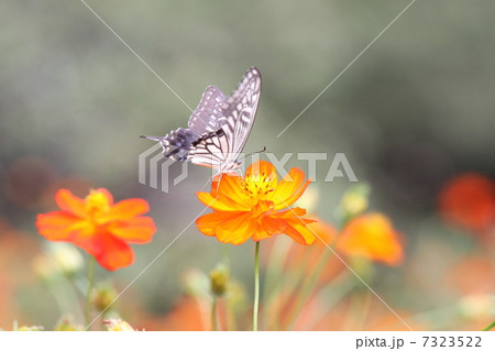 アゲハチョウ アゲハチョウ 7323522
