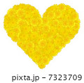 ハートたんぽぽ 7323709