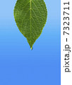 葉としずく 7323711