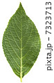 緑の葉 7323713