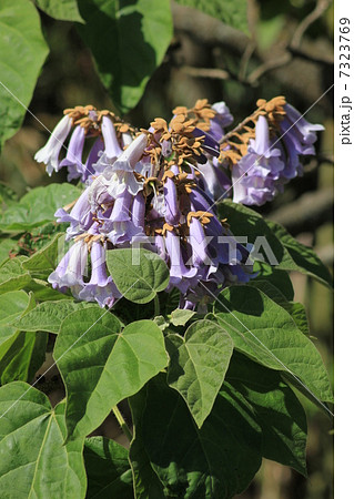 桐の花 桐の花 7323769