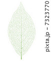 葉脈 7323770