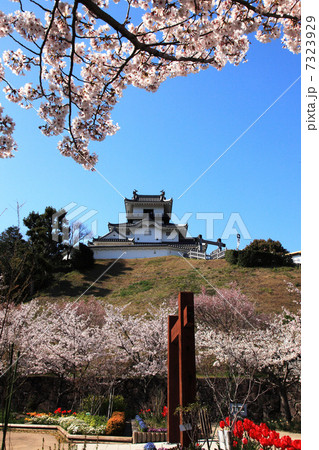 桜と掛川城 7323929