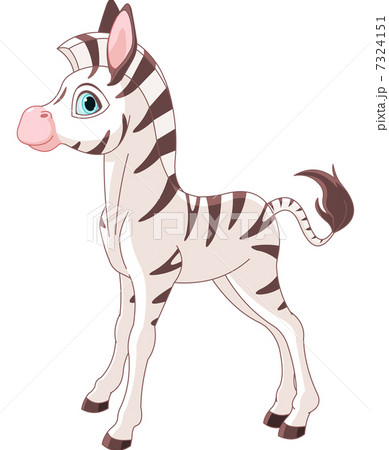 Zebra Foal 7324151