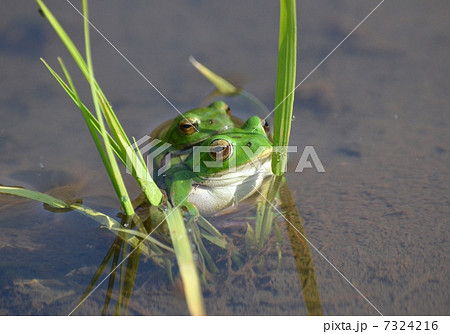 蛙の恋の季節 蛙の恋の季節 7324216