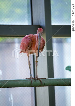 ショウジョウトキ 7324271