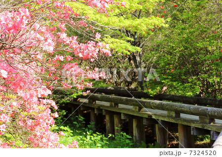 那須高原　八幡つつじ群生地　ヤマツツジの径－湯本にて 7324520