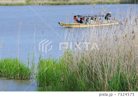 ヨシ原の水郷を巡る 7324575