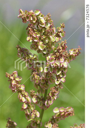 ギシギシ（羊蹄） 7324576