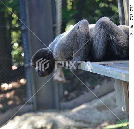 よこはま動物園ズーラシアのハイイロウーリーモンキーの写真素材