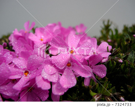 シバザクラ 7324733