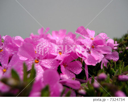 シバザクラ シバザクラ 7324734