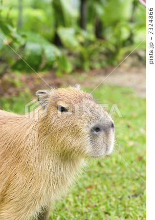 カピバラ 7324866