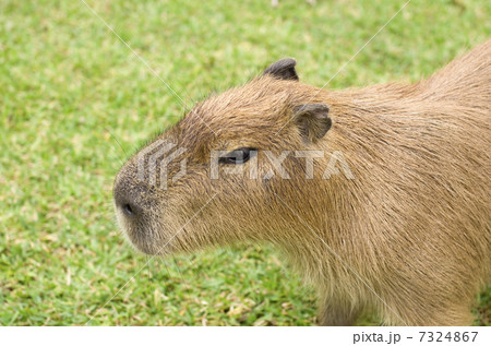 カピバラ 7324867