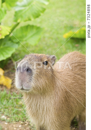 カピバラ 7324898