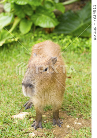 カピバラ 7324911