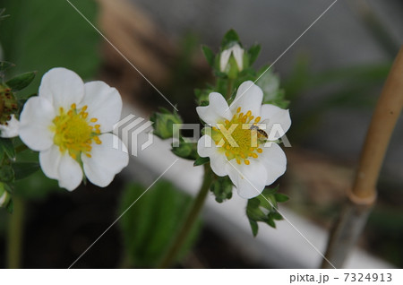 イチゴの受粉 イチゴの受粉 7324913