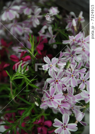 シバザクラ 7324915