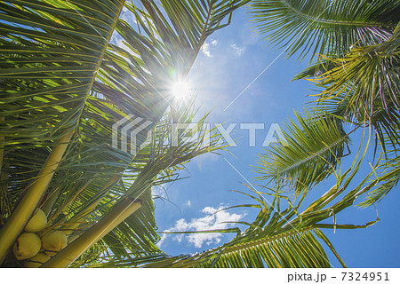 ヤシの葉と降り注ぐ太陽 7324951