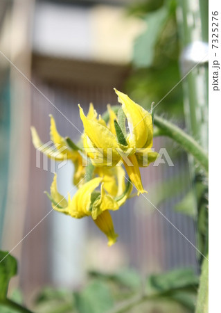 トマトの花 トマトの花 7325276